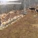 E tmerrshme: Zagarët e mbysin një grua shtatzënë