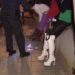Dy të arrestuar për prostitucion në Prizren
