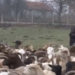 Fermeri i dhive nga Deçani: Nuk më duhet Zvicra e as Gjermania ( video)