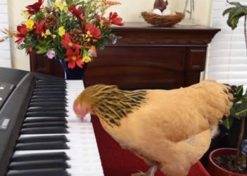 Kinezi e mëson pulën të luajë në piano ( video)