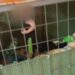 E mbanin mbesën në kafaz bashkë me qenin burgosen gjyshërit