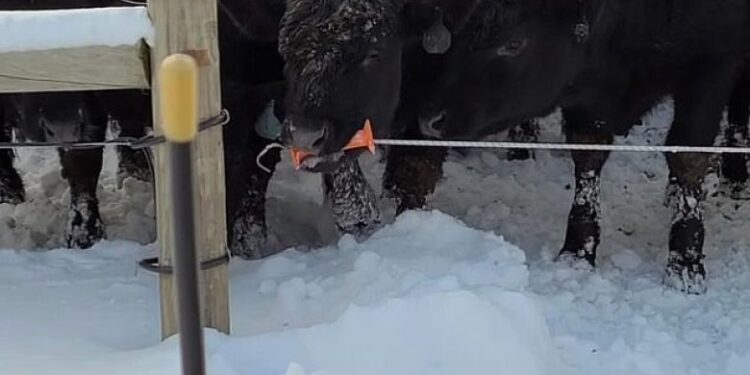 Lopa hap gardhin, heq telin e rrymës me dhëmbë – e kap në pjesën e mbuluar me plastikë për ta shmangur dridhjen