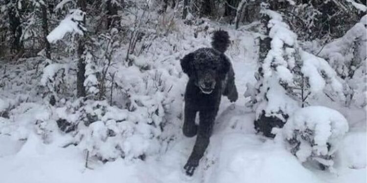 Njeri apo qen? Iluzioni optik që të bënë ‘konfuz’ në shikim të parë