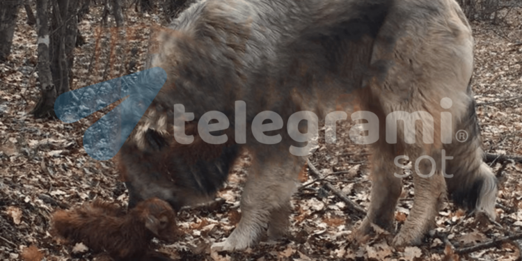 Kosovë – Nëna e braktisi edhin e posalindur, qeni përkujdeset e luan me të