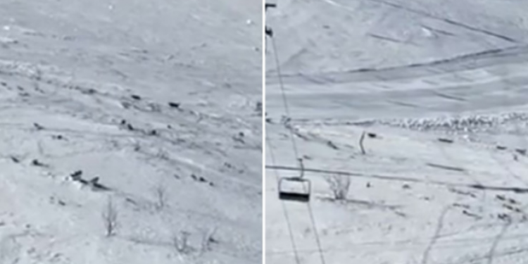 Një grup skiatorësh filmojnë një tufë ujqërish në bjeshkët e Bosnjës – bie në sy mënyra se ndiqnin “udhëheqësin e tyre”