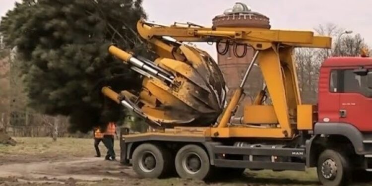 Zhvendosja e një lisi me një makinë gjigante (VIDEO)