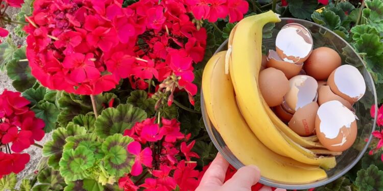 Këshilla si ti rrisim lulet e ballkonit, lulet e vazove dhe si ti bëni të lulëzojnë më shumë (VIDEO)