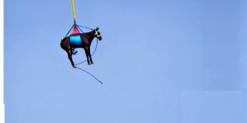 Kuajt po ”fluturojnë” në Zvicër