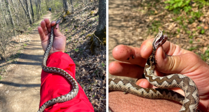 Një prej gjarpërinjve më helmues gjendet në Gërmi