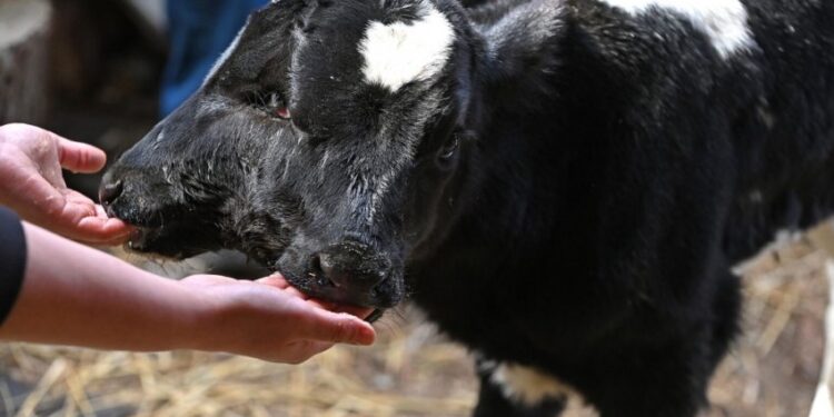 E pazakont: Në  Maqedoni lind viç me dy koka (foto)