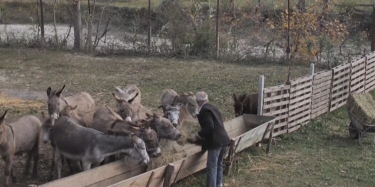 Gazetari qe la profesionin për te ngritur një fermë gomaricash ( video)