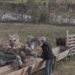 Gazetari qe la profesionin për te ngritur një fermë gomaricash ( video)
