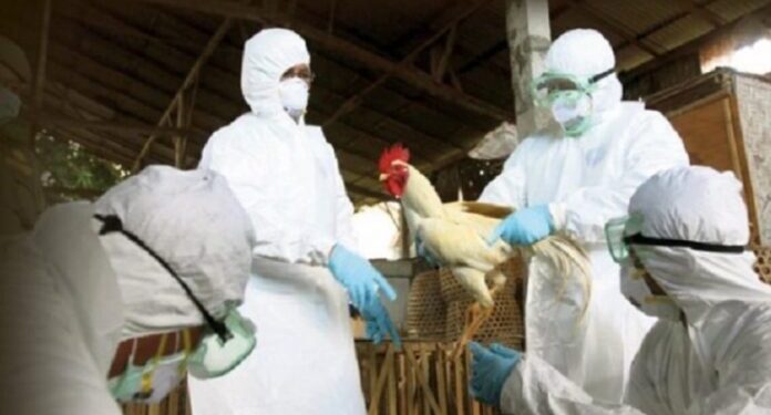 Gripi i Shpezëve në Kosovë, asgjësohen rreth 10 ferma