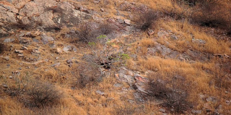 Ai e kishte fotografuar, edhe pse nuk e kishte parë leopardin! A mund ta dalloni ju?