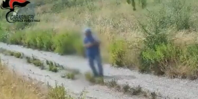 Flakët në Itali, videoja shfaq momentin kur një person ndez zjarrin