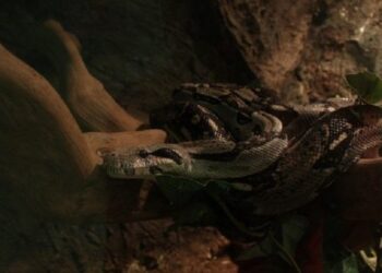 Tre gjarpërinjt helmues që ta marrin jetën