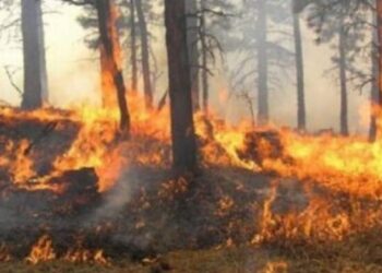 Deri në 15 vite burg për zjarrvënie të qëllimshme
