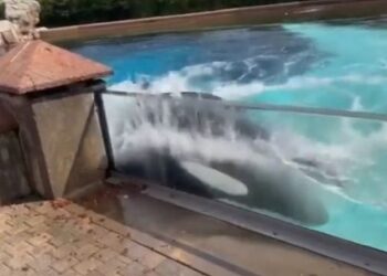 Kjo është Balena vrasëse më e vetmuar në botë