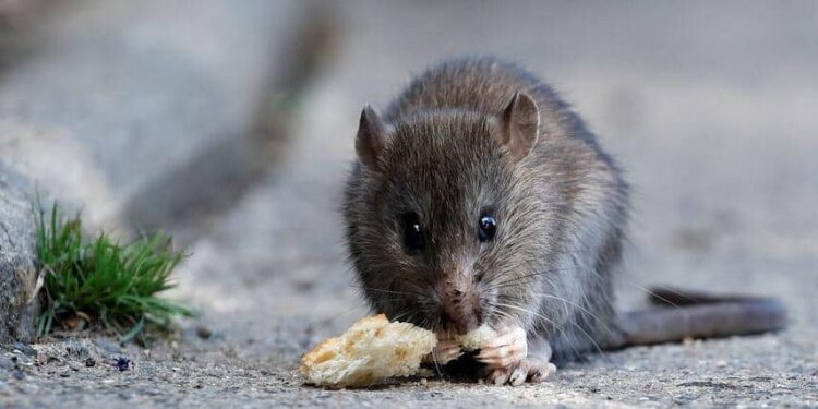 VIDEO/Pacovat sa “maca” e vërshojnë  Mitrovicën