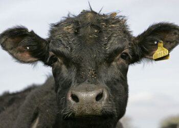 Lopa, dënohet me burg për vrasjen e 12 vjeçarit