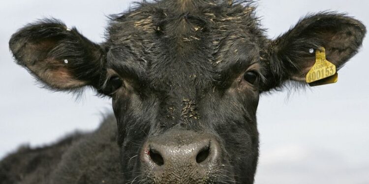 Lopa, dënohet me burg për vrasjen e 12 vjeçarit