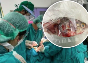 Peshku tenton ta mbytë peshkatarin del nga uji dhe i hidhet në gojë