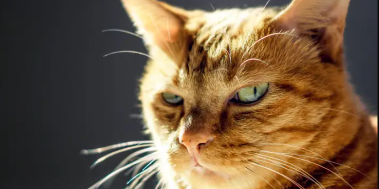 Ja vrau macen komshiut dënohet me burg shqiptari