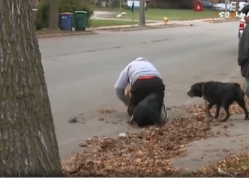 Pitbull sulmon një qen dhe pronarin e tij (video)