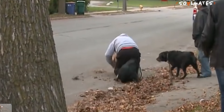 Pitbull sulmon një qen dhe pronarin e tij (video)