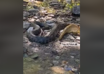 Pamje kur gjarpëri dy metra e kapë peshkun në lumin e Pejës (video)