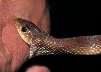 Ja çfarë nuk guxoni të bëni nëse ju kafshon gjarpri?