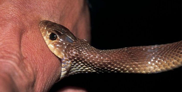 Ja çfarë nuk guxoni të bëni nëse ju kafshon gjarpri?