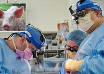 Zemër derri te njeriu, dy pacientë e kalojnë me sukses transplantin