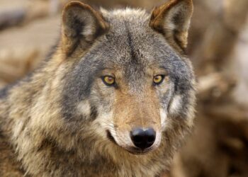 Ujku e sulmon në traktor bujkun në Krushe të Madhe