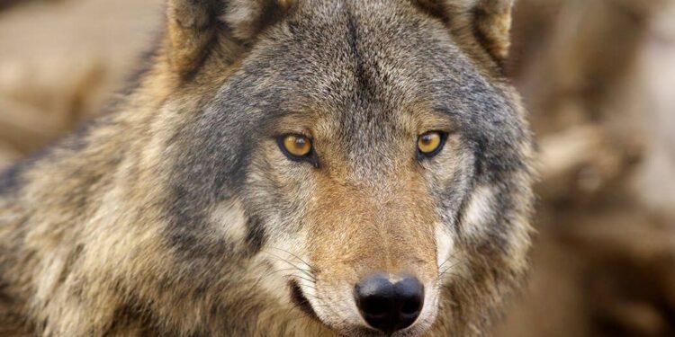 Ujku e sulmon në traktor bujkun në Krushe të Madhe