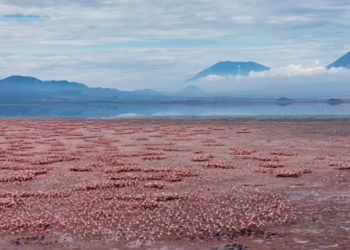 Ky është “Liqeni i gjakut” që i kthen kafshët në “gur”