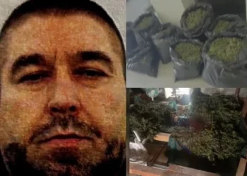 Ky është shqiptari me 27 parcela kanabisi