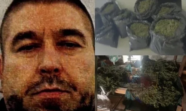 Ky është shqiptari me 27 parcela kanabisi