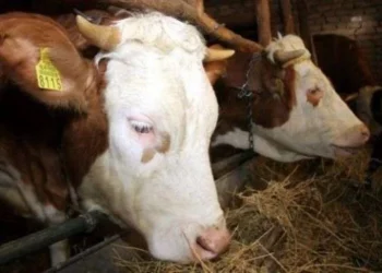 Blegtorit nga një fshat i Pejës, ja vjedhin 3 lopë