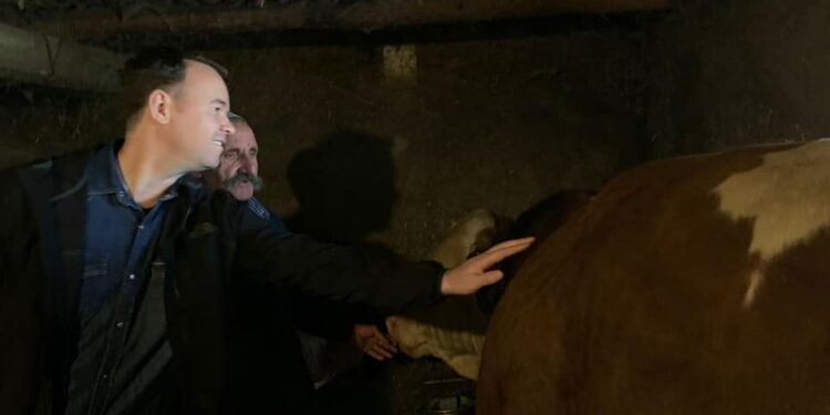 Peci: Fermerët që i kanë mbi 5 krerë lopë i përkrahem me rreth 4.6 milionë euro