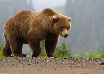 Ariu i sulmon egërsisht dy burra, plagë të rënda në kokë e krahë pas përleshjes (foto)