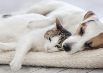 Nëna ua la pasurinë macës dhe qenit 2.2 milionë edhe pse kishte fëmijë