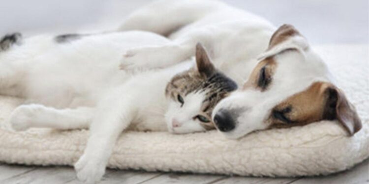 Nëna ua la pasurinë macës dhe qenit 2.2 milionë edhe pse kishte fëmijë