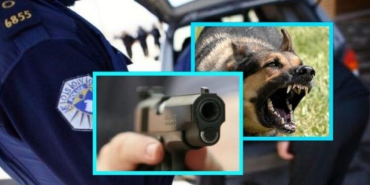 Policit e përdori armën zyrtare pasi u sulmua nga qentë endacakë në Vushtrri