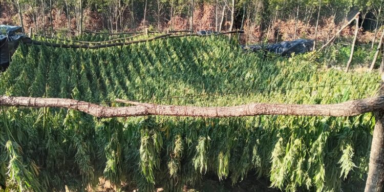 Ekskluzive: Sekuestrohet mbi 1 ton drogë në Pejë – FOTO