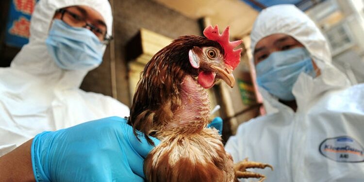 Vdes personi i parë në SHBA nga gripi i shpendëve