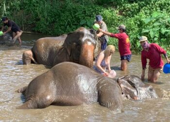 Elefanti e mbytë turisten 22 vjeçare spanjolle në Tajlandë