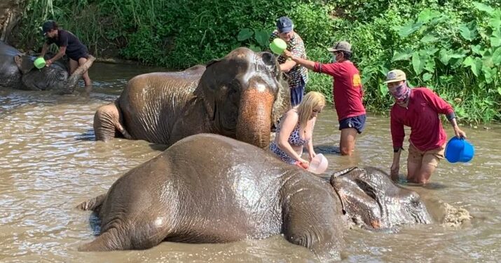 Elefanti e mbytë turisten 22 vjeçare spanjolle në Tajlandë