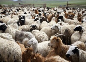 Vatër e re e murtajës së bagëtive në Shqipëri