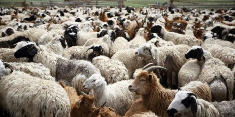 Vatër e re e murtajës së bagëtive në Shqipëri